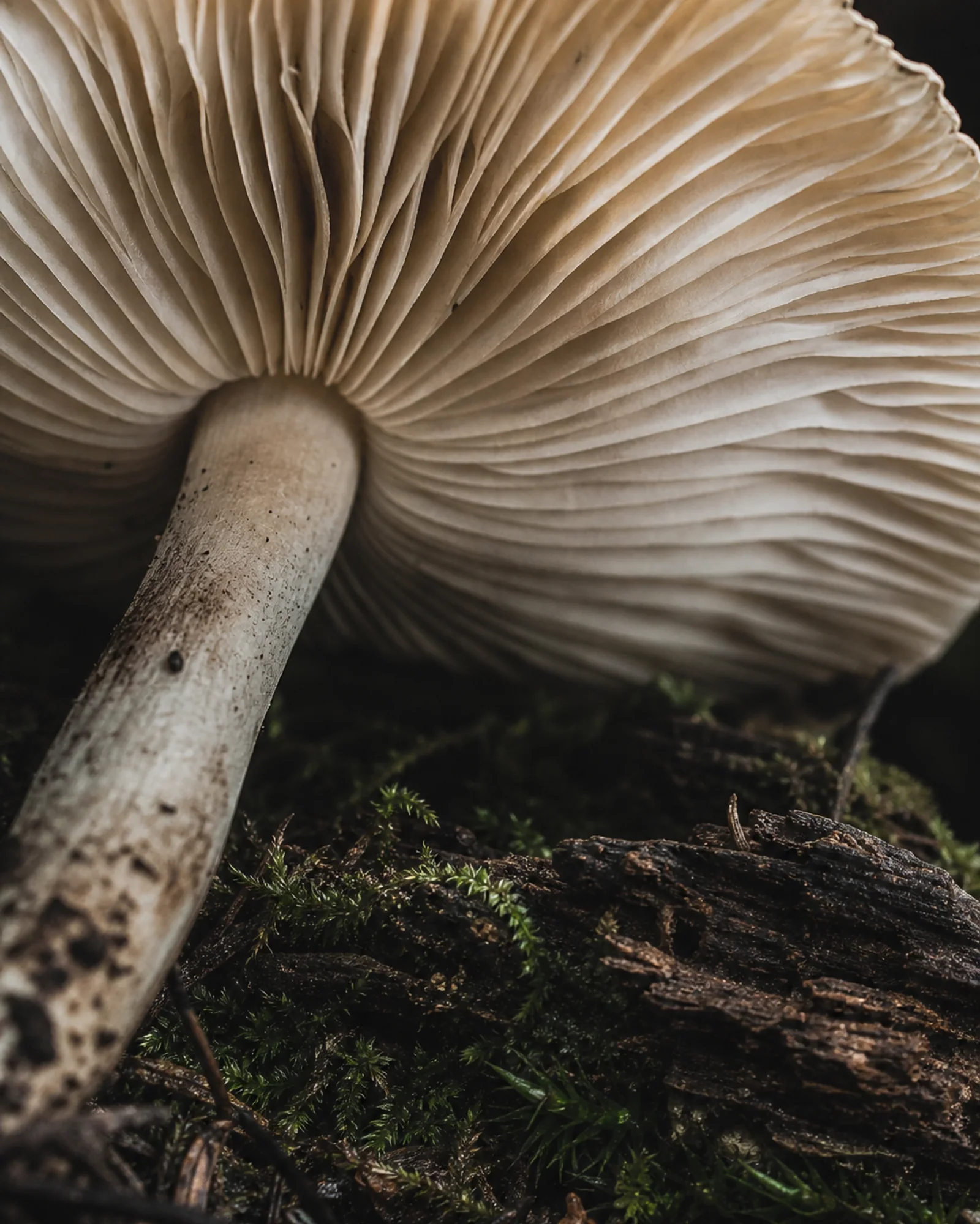 Close view of mushroom lamellae beneath a forest mushroom cap